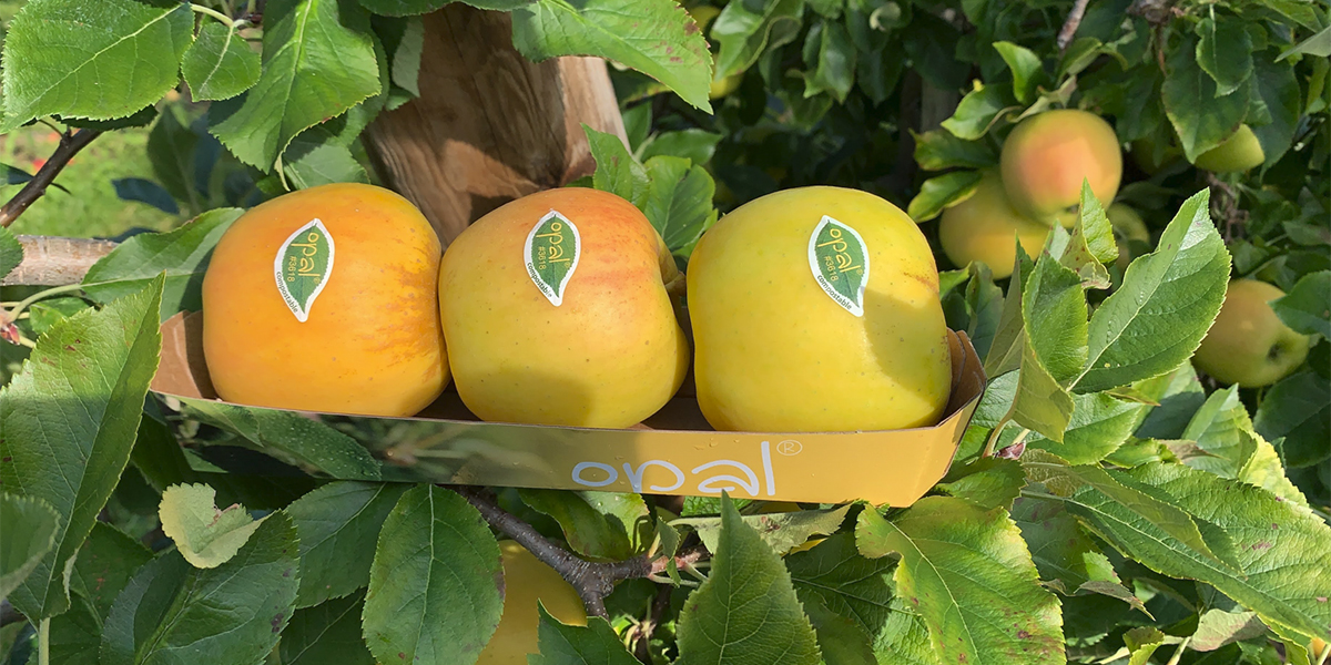 Opal, la mela rustica, buona e… dalla storia affascinante